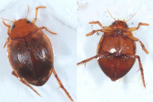 Réf. 229 113 : Hyphydrus ovatus